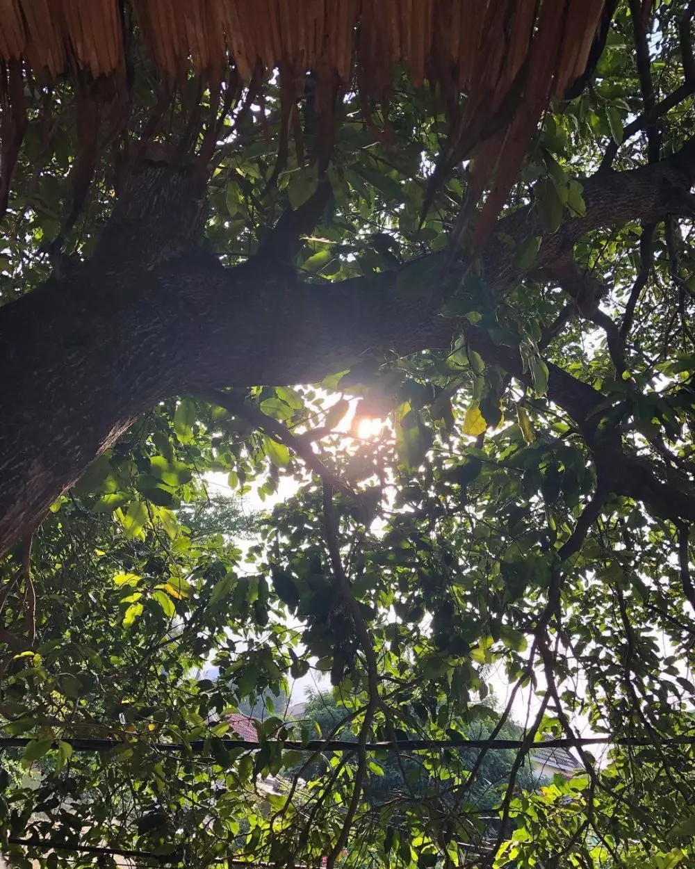 rumah pohon Cakra Khan © Instagram rumah pohon Cakra Khan © Instagram