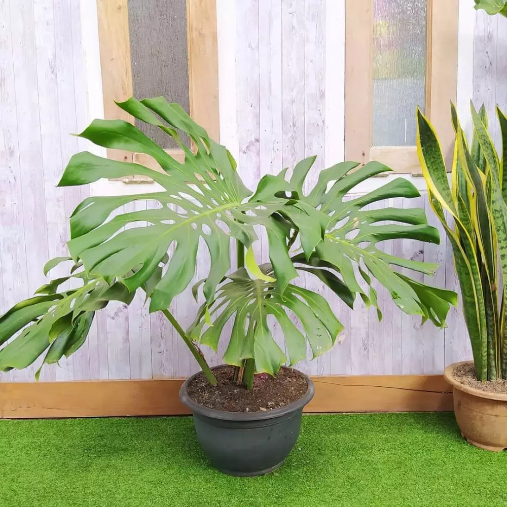 Jenis monstera untuk hiasan rumah © 2020 brilio.net/ Instagram Jenis monstera untuk hiasan rumah © 2020 brilio.net/ Instagram