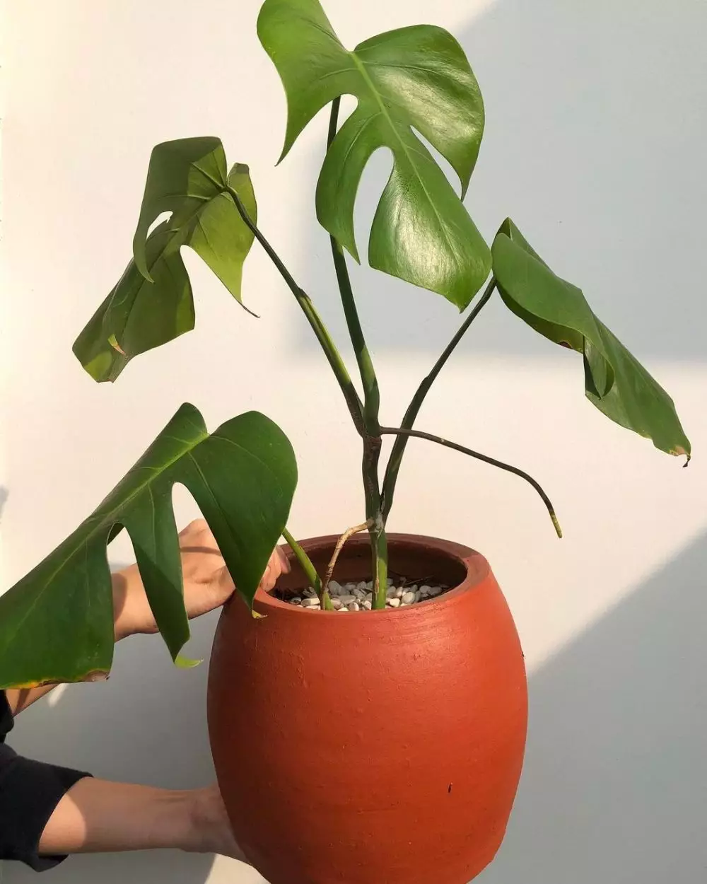 Jenis monstera untuk hiasan rumah © 2020 brilio.net/ Instagram Jenis monstera untuk hiasan rumah © 2020 brilio.net/ Instagram