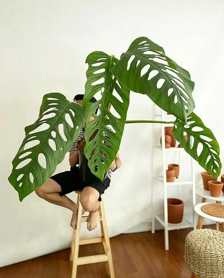 Jenis monstera untuk hiasan rumah © 2020 brilio.net/ Instagram Jenis monstera untuk hiasan rumah © 2020 brilio.net/ Instagram