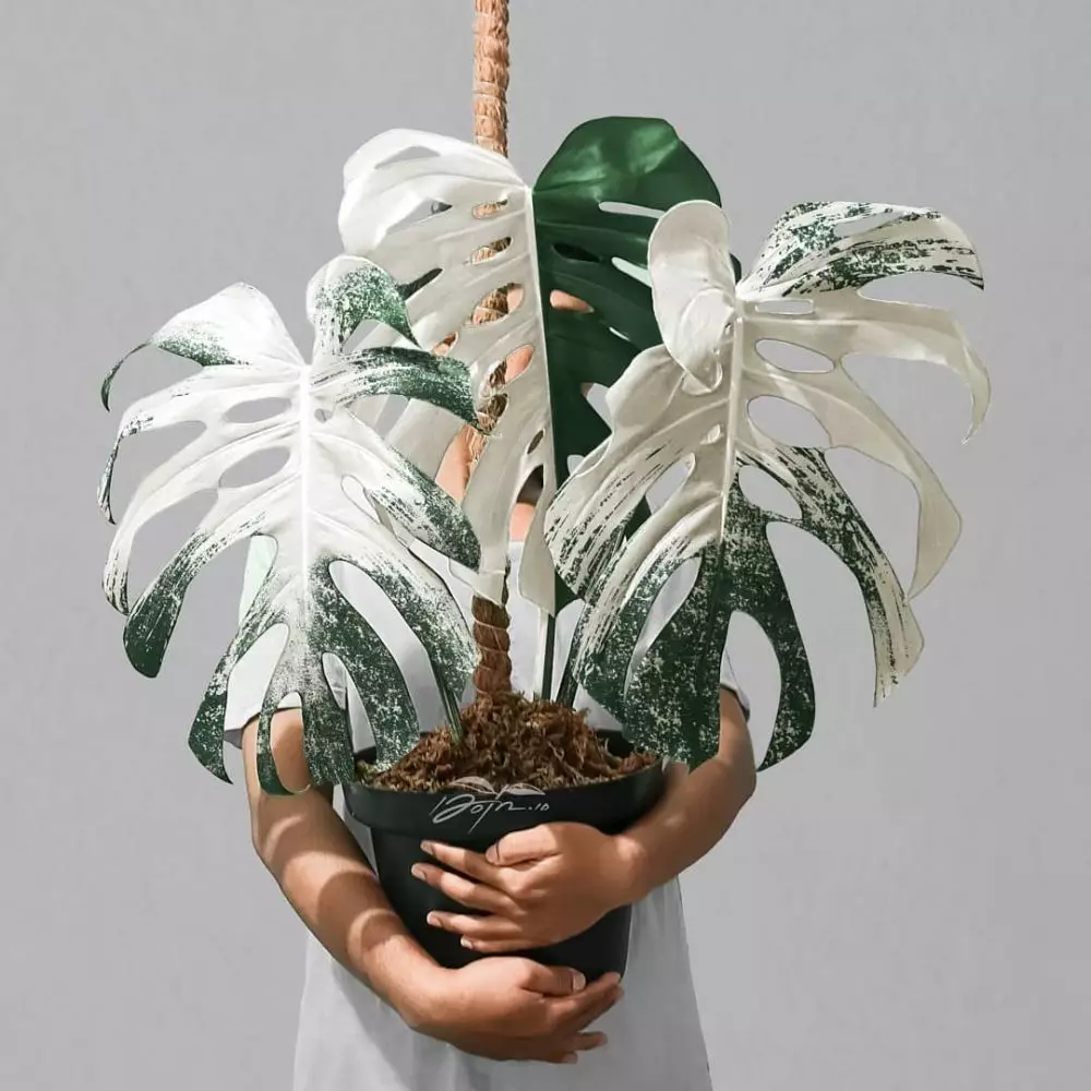 Jenis monstera untuk hiasan rumah © 2020 brilio.net/ Instagram Jenis monstera untuk hiasan rumah © 2020 brilio.net/ Instagram