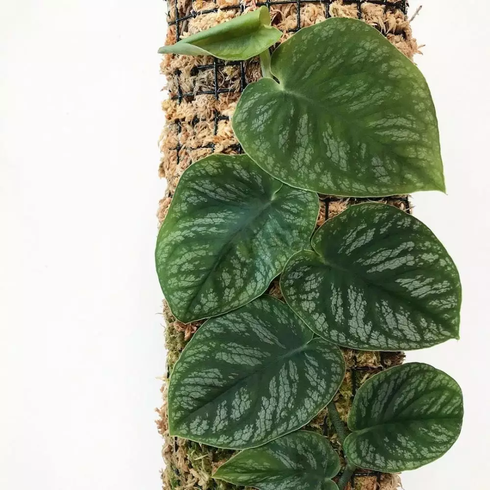 Jenis monstera untuk hiasan rumah © 2020 brilio.net/ Instagram Jenis monstera untuk hiasan rumah © 2020 brilio.net/ Instagram