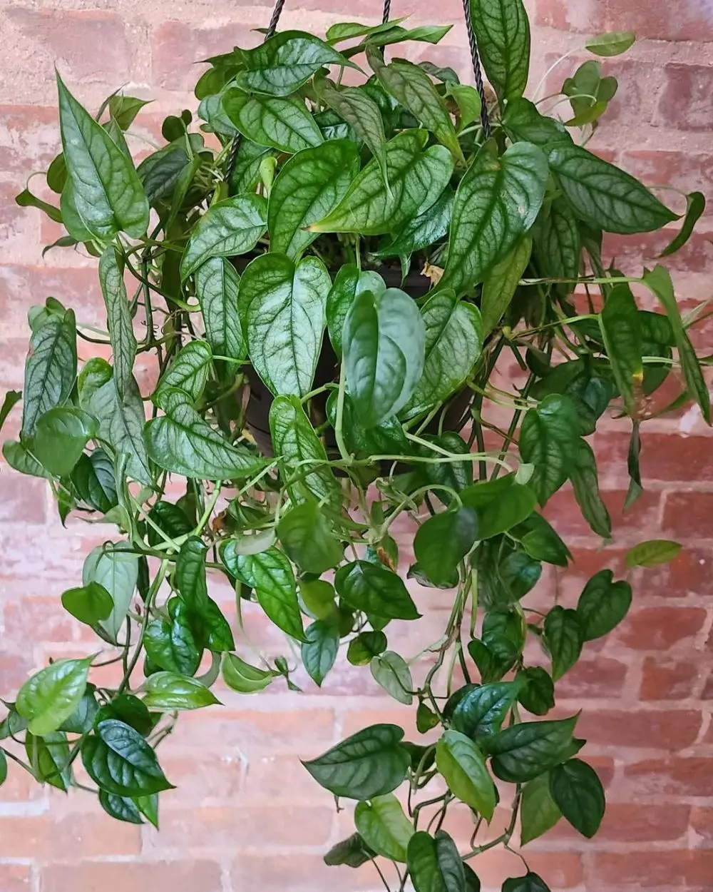 Jenis monstera untuk hiasan rumah © 2020 brilio.net/ Instagram Jenis monstera untuk hiasan rumah © 2020 brilio.net/ Instagram