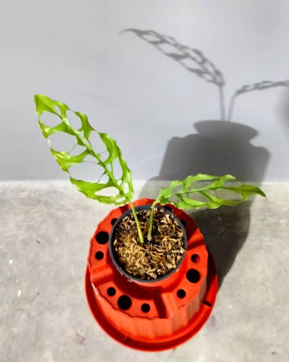 Jenis monstera untuk hiasan rumah © 2020 brilio.net/ Instagram Jenis monstera untuk hiasan rumah © 2020 brilio.net/ Instagram