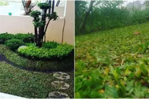 7 Cara menanam rumput gajah mini di halaman rumah dengan mudah