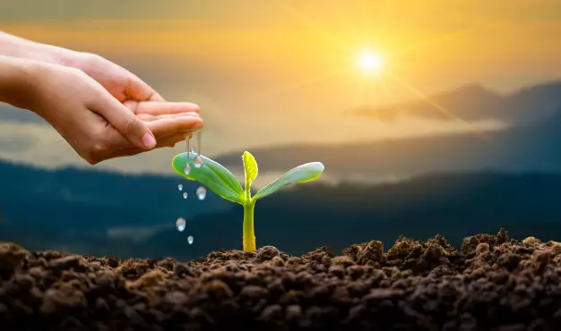 Cara menanam cabai  © 2020 brilio.net