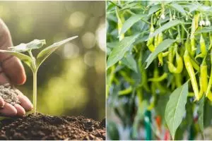 7 Cara menanam cabai di rumah, mudah, cepat tumbuh, dan berbuah banyak