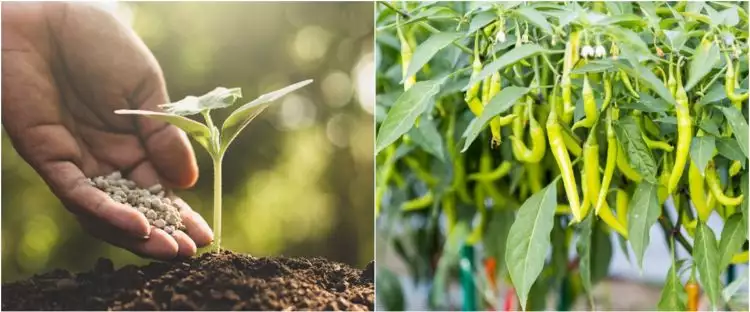 7 Cara menanam cabai di rumah, mudah, cepat tumbuh, dan berbuah banyak