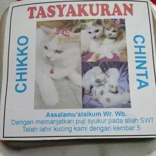 syukuran kucing © Instagram