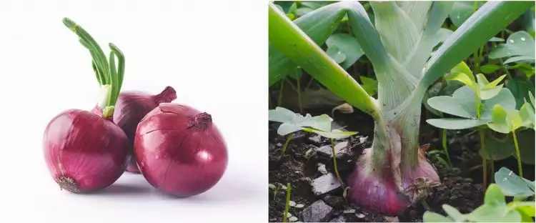 7 Cara menanam bawang merah di rumah, mudah dan cepat tumbuh