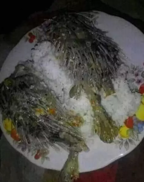 orang makan ikan kocak © Berbagai Sumber orang makan ikan kocak © Berbagai Sumber