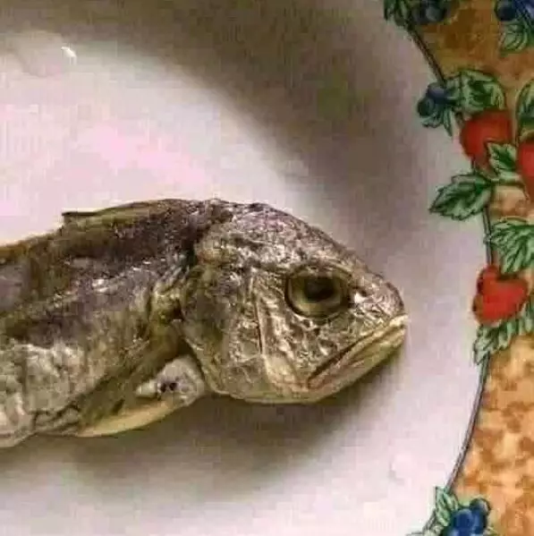 orang makan ikan kocak © Berbagai Sumber orang makan ikan kocak © Berbagai Sumber