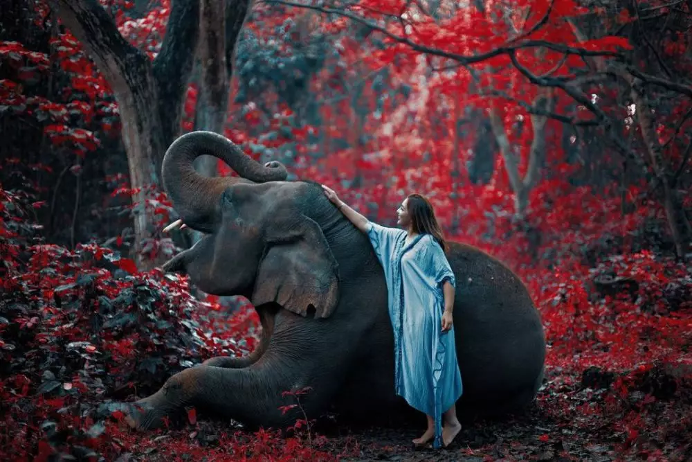 pemotretan Ashanty dengan gajah © 2020 brilio.net/ Instagram pemotretan Ashanty dengan gajah © 2020 brilio.net/ Instagram