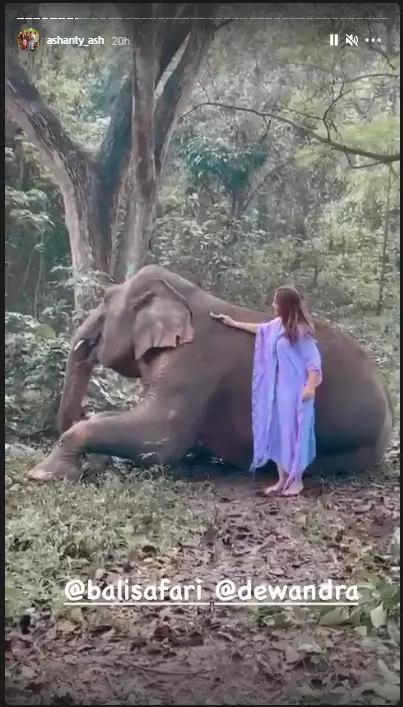 pemotretan Ashanty dengan gajah © 2020 brilio.net/ Instagram pemotretan Ashanty dengan gajah © 2020 brilio.net/ Instagram