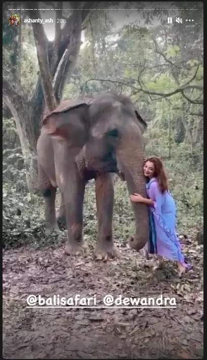 pemotretan Ashanty dengan gajah © 2020 brilio.net/ Instagram pemotretan Ashanty dengan gajah © 2020 brilio.net/ Instagram