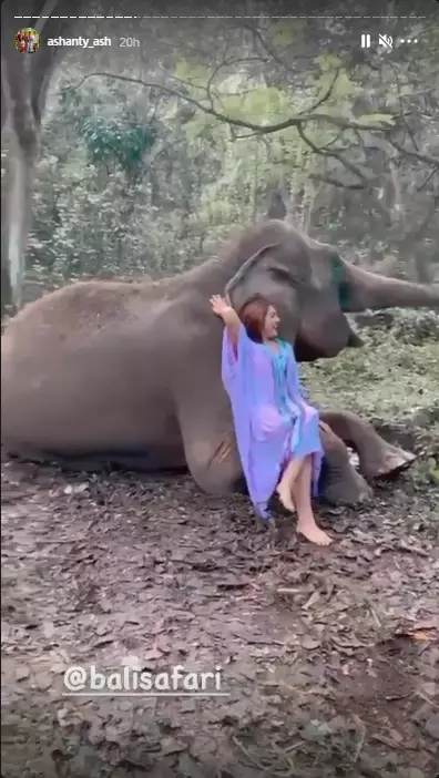 pemotretan Ashanty dengan gajah © 2020 brilio.net/ Instagram pemotretan Ashanty dengan gajah © 2020 brilio.net/ Instagram