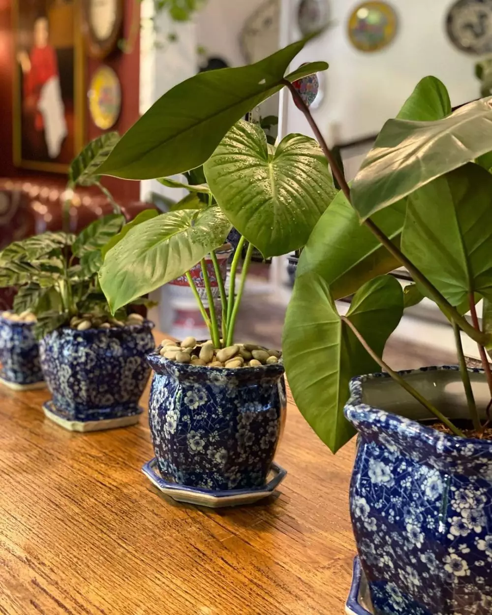 tanaman hias Yuni Shara © 2020 brilio.net/ Instagram