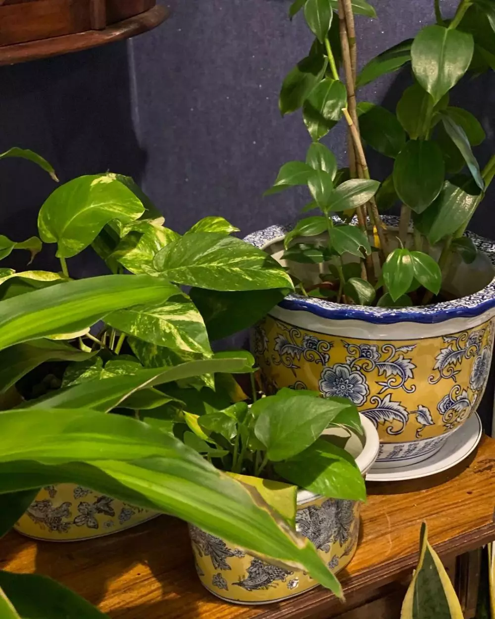 tanaman hias Yuni Shara © 2020 brilio.net/ Instagram