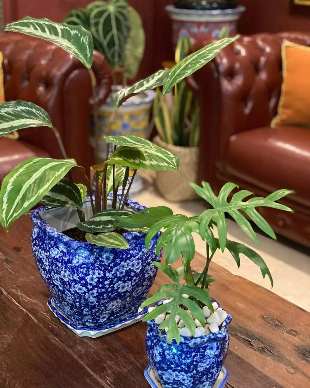 tanaman hias Yuni Shara © 2020 brilio.net/ Instagram