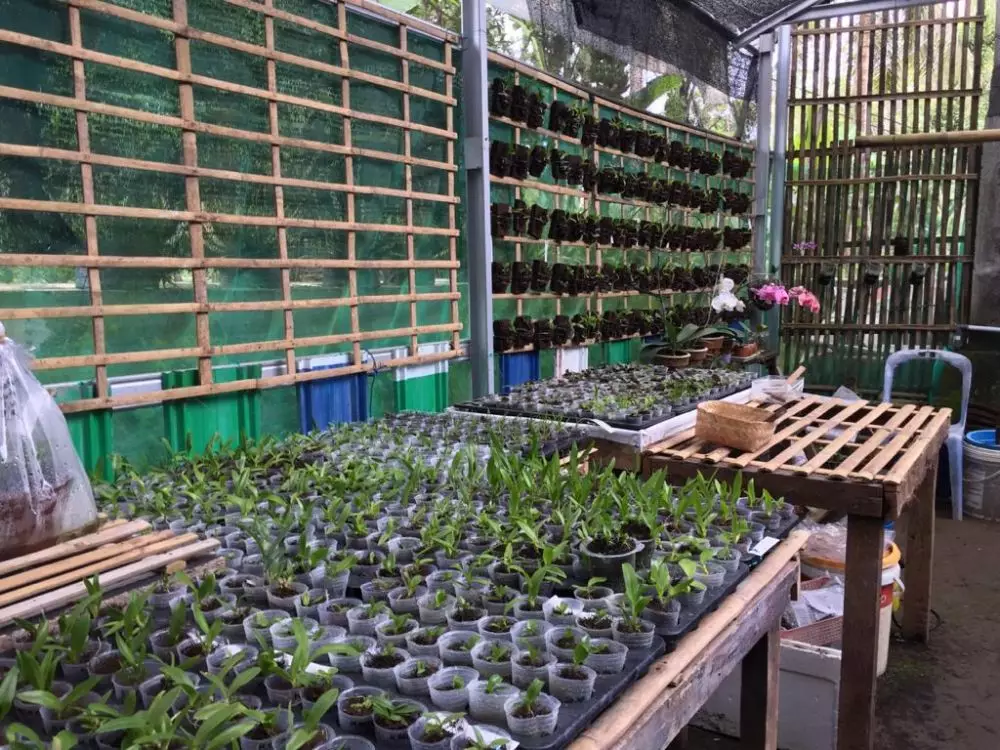 tren bercocok tanam © 2020 brilio.net tren bercocok tanam © 2020 brilio.net