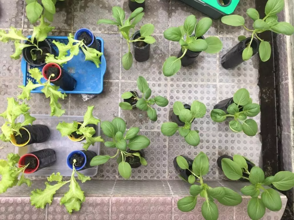 tren bercocok tanam © 2020 brilio.net tren bercocok tanam © 2020 brilio.net