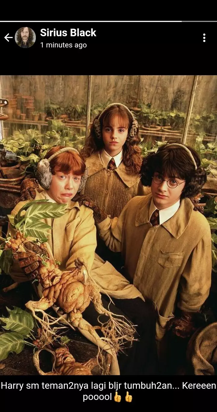 status WA Harry Potter © Twitter