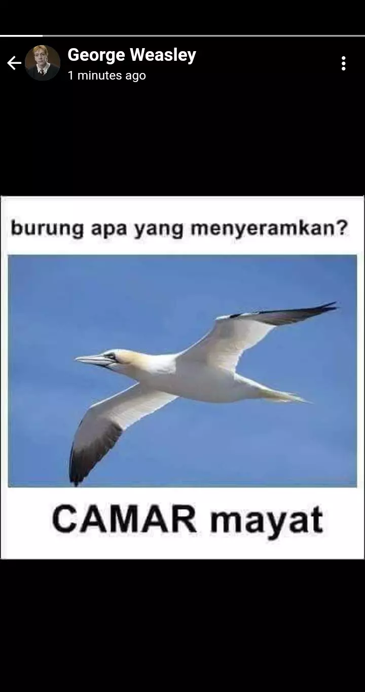 status WA Harry Potter © Twitter