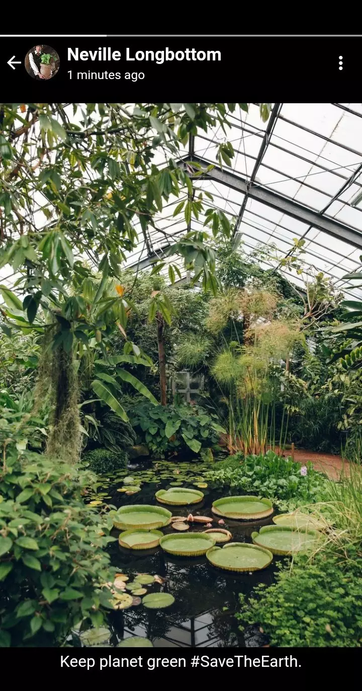 status WA Harry Potter © Twitter