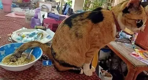 nggak jadi makan karena hewan Instagram nggak jadi makan karena hewan Instagram