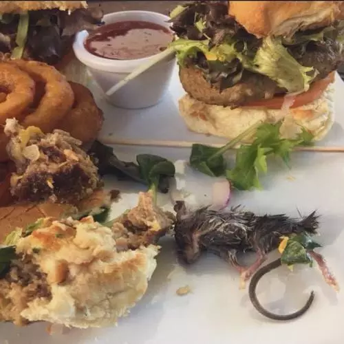 nggak jadi makan karena hewan Instagram nggak jadi makan karena hewan Instagram