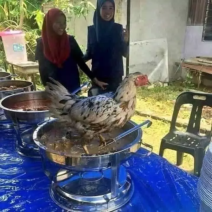 nggak jadi makan karena hewan Instagram nggak jadi makan karena hewan Instagram