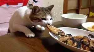 nggak jadi makan karena hewan Instagram nggak jadi makan karena hewan Instagram