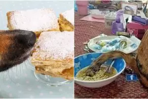 10 Momen gagal makan karena hewan, bikin mau ketawa tapi takut dosa