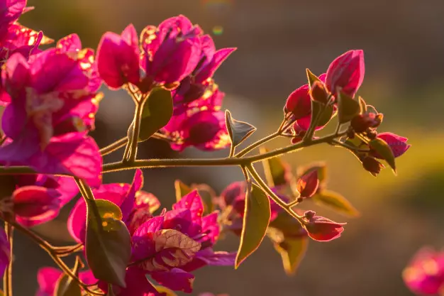 Tanaman hias tahan air hujan © 2020 brilio.net/ freepik.com