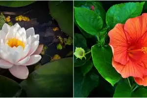 7 Tanaman hias tahan air hujan, mudah dirawat & cocok untuk eksterior