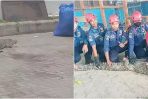 Viral seekor buaya berkeliaran di parkiran mal, pengunjung panik