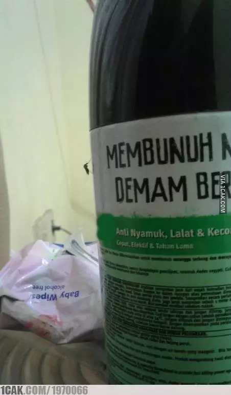 nyamuk asal templok © Berbagai Sumber