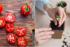 7 Cara menanam tomat di pot, mudah tumbuh dan hemat tempat