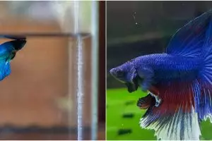 7 Cara budidaya ikan cupang buat pemula, mudah & cepat berkembang biak