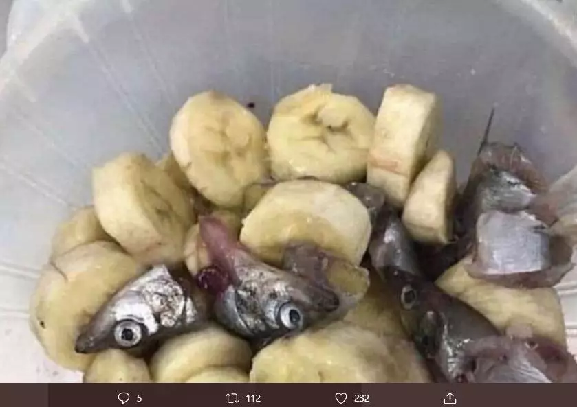 makan buah absurd Berbagai sumber