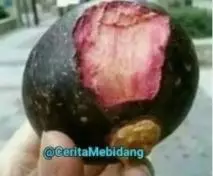 makan buah absurd Berbagai sumber