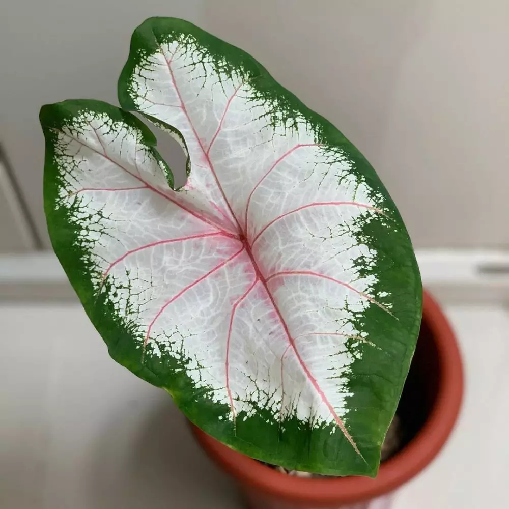 Jenis tanaman keladi hias © 2020 brilio.net