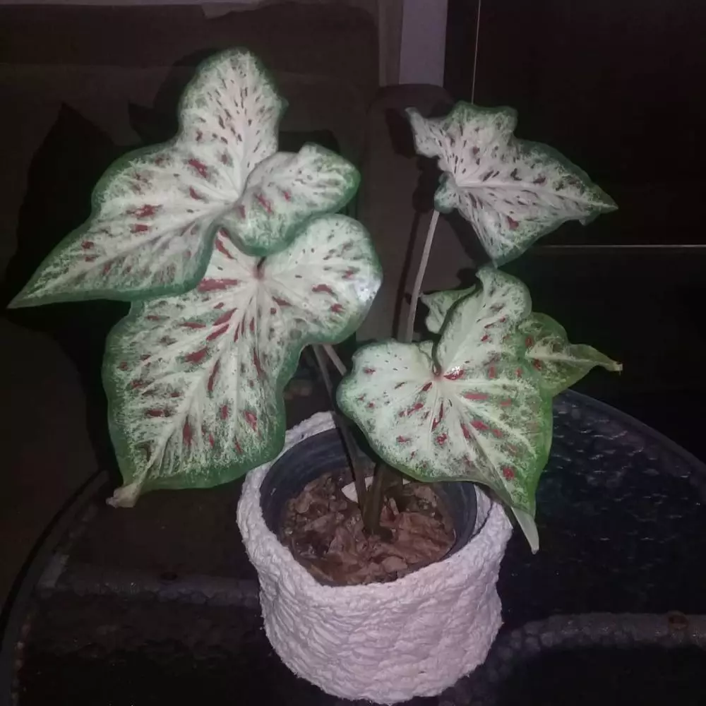 Jenis tanaman keladi hias © 2020 brilio.net