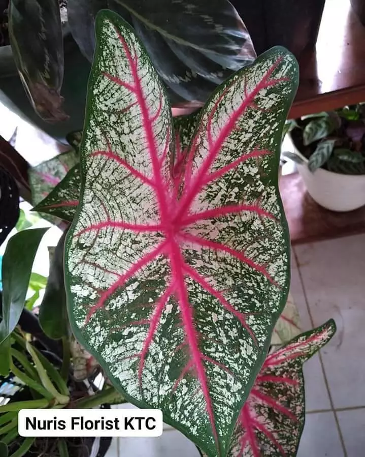 Jenis tanaman keladi hias © 2020 brilio.net