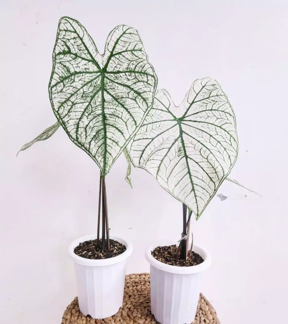 Jenis tanaman keladi hias © 2020 brilio.net