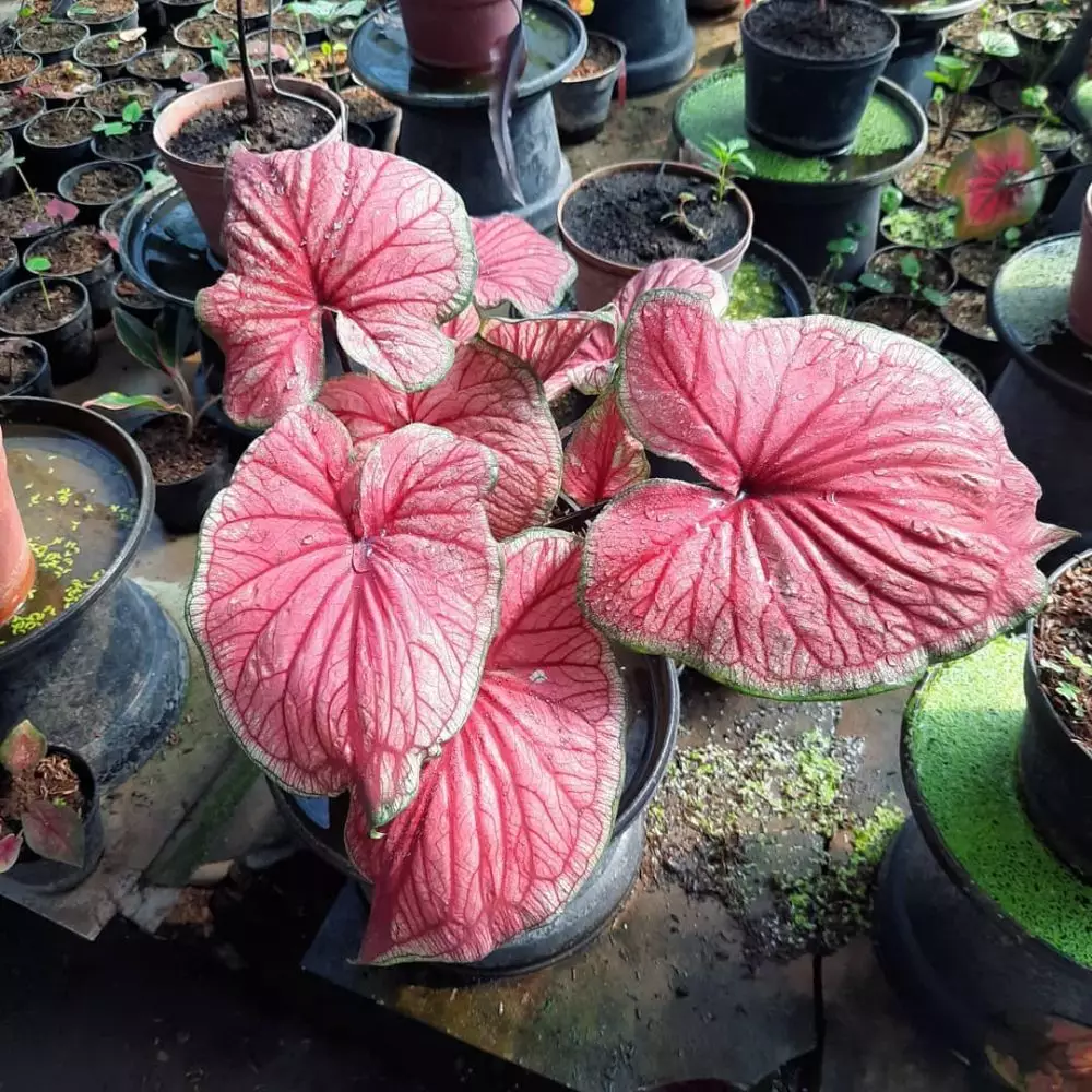 Jenis tanaman keladi hias © 2020 brilio.net