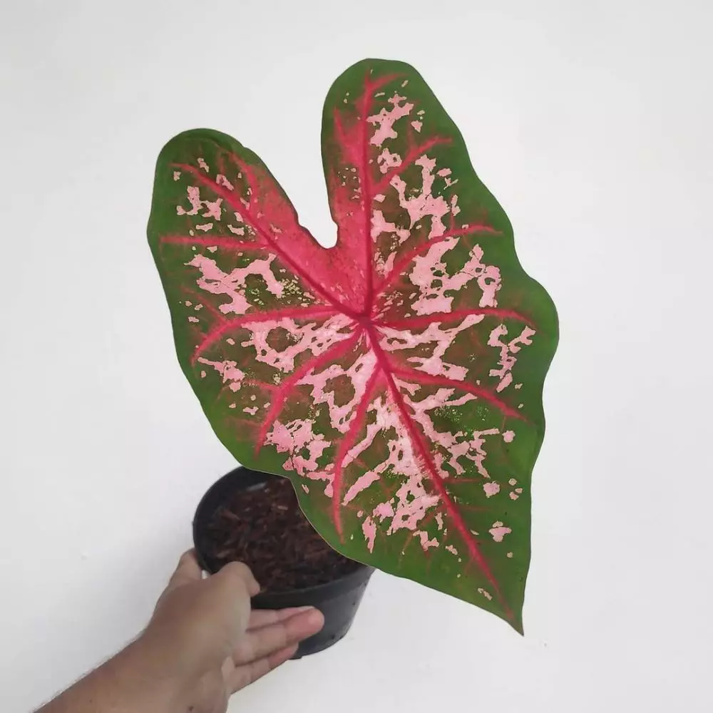 Jenis tanaman keladi hias © 2020 brilio.net