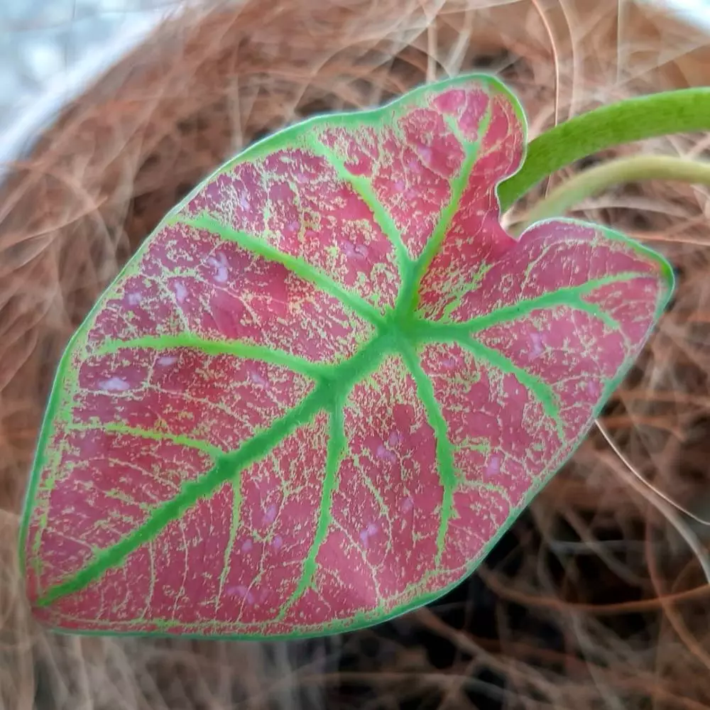 Jenis tanaman keladi hias © 2020 brilio.net