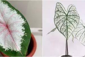 10 Jenis tanaman keladi yang cocok dijadikan hiasan rumah