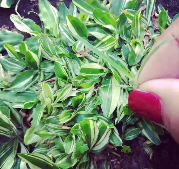 Jenis rumput hias © 2020 brilio.net Jenis rumput hias © 2020 brilio.net